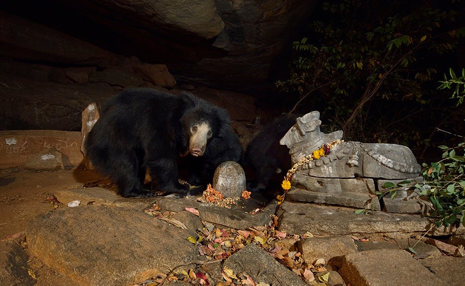 Gudekote Extension Wildlife Sanctuary, Ballari (Bellary), Karnataka - Vushii.com
